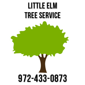 little elm tree care