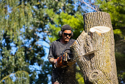 tree removal little elm tx