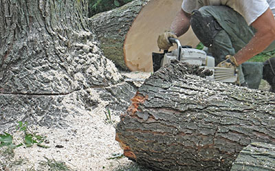 stump removal little elm tx
